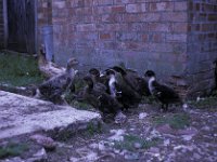 Forge Farm Greywell Ducks